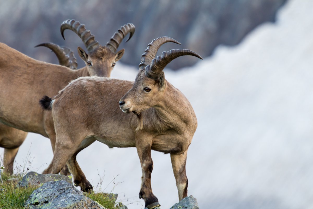 Западнокавказский тур кавказский заповедник