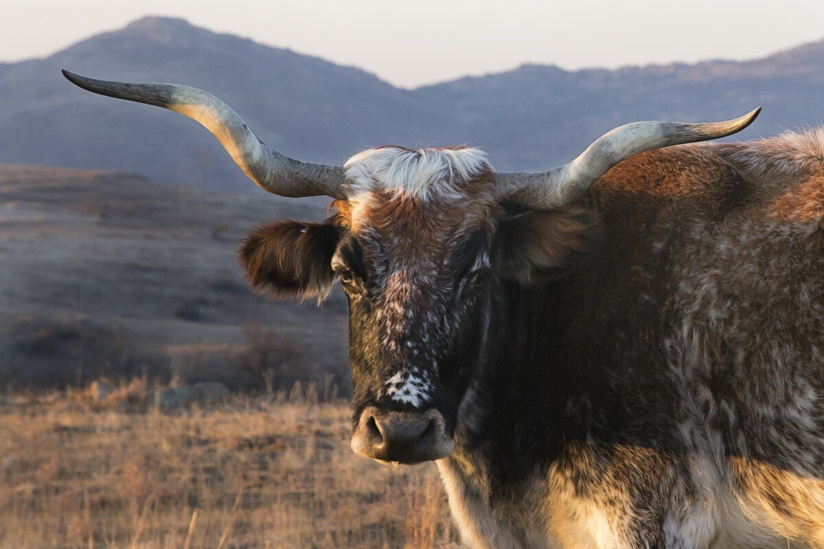 Техасский бык лонгхорн длинношёрстный