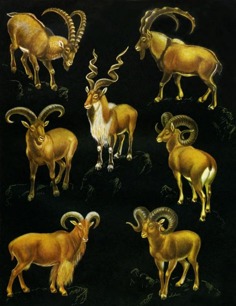 Сибирский горный козёл Полорогие