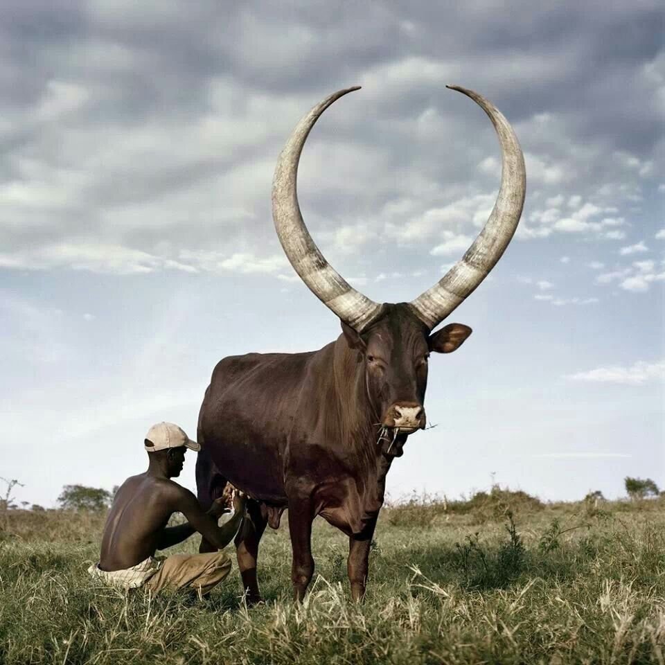 Буйвол ватусси