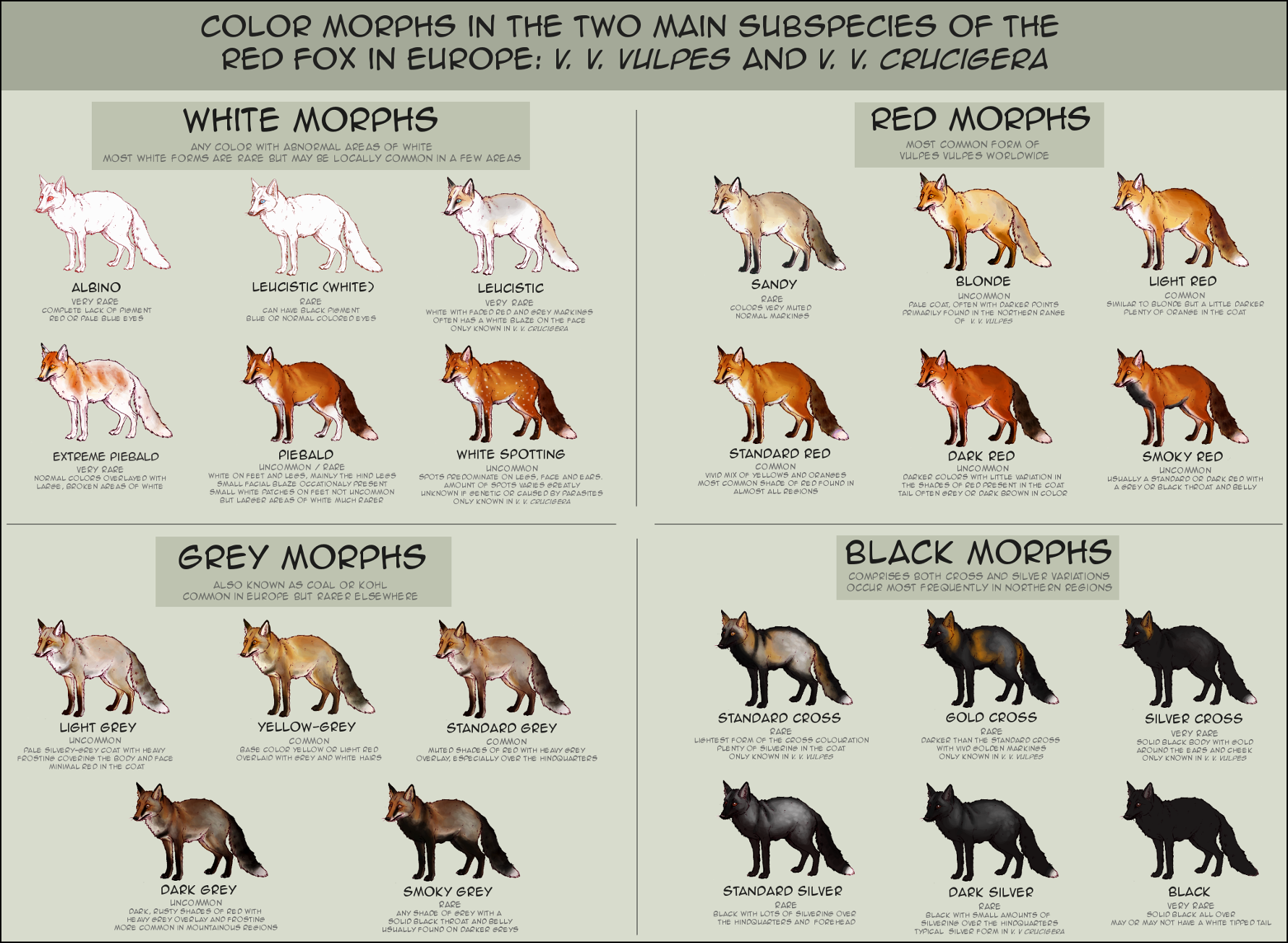 Fox цвет. Окрасы лисиц таблица с названиями. Какого окраса бывают лисы. Лисы разновидности окрас. Виды окраса лисиц.