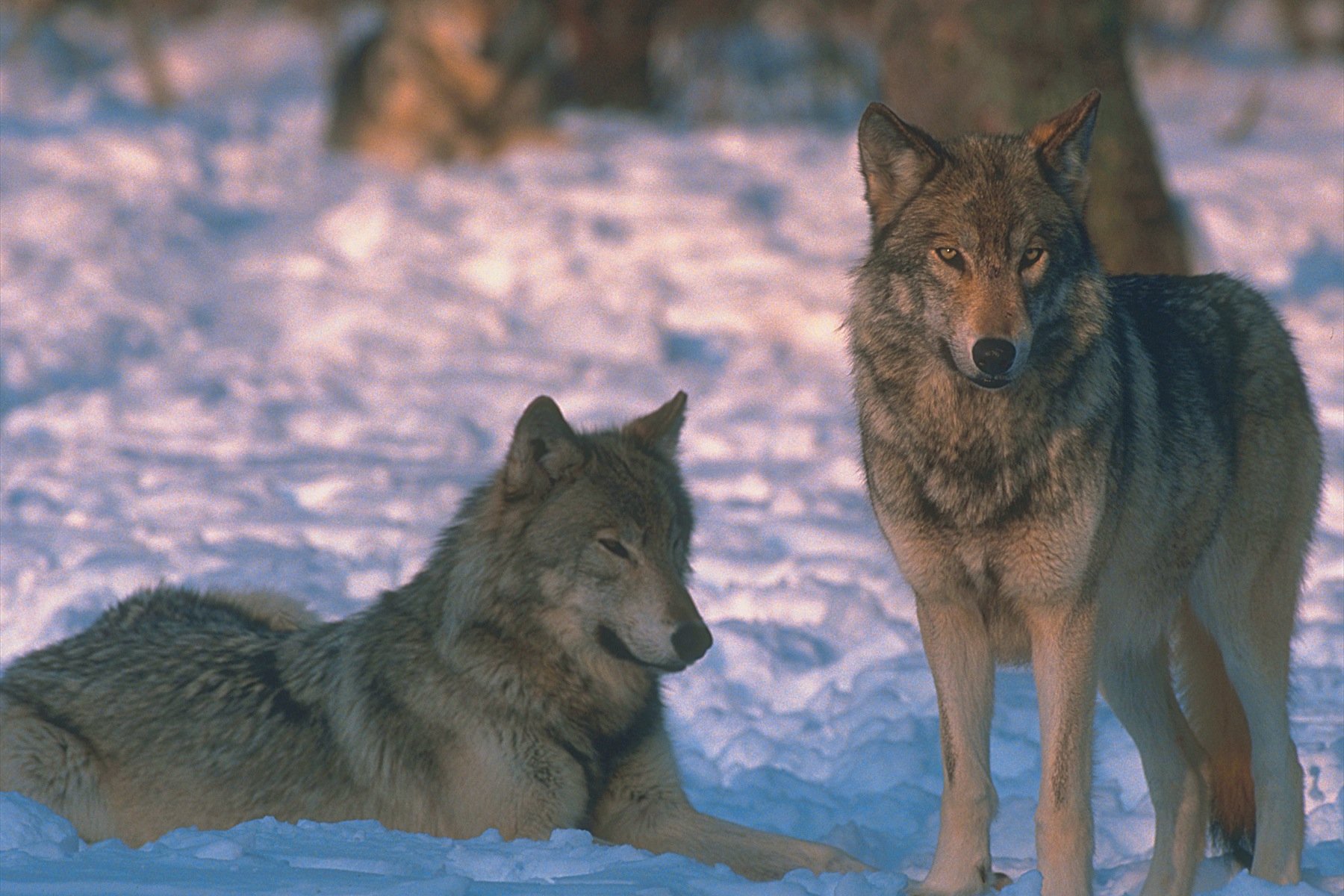 Wolf. Волк. Волк фото. Молодые волки. Два волка.