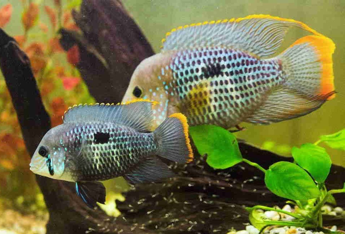 Аквариумные Пресноводные рыбки цихлиды