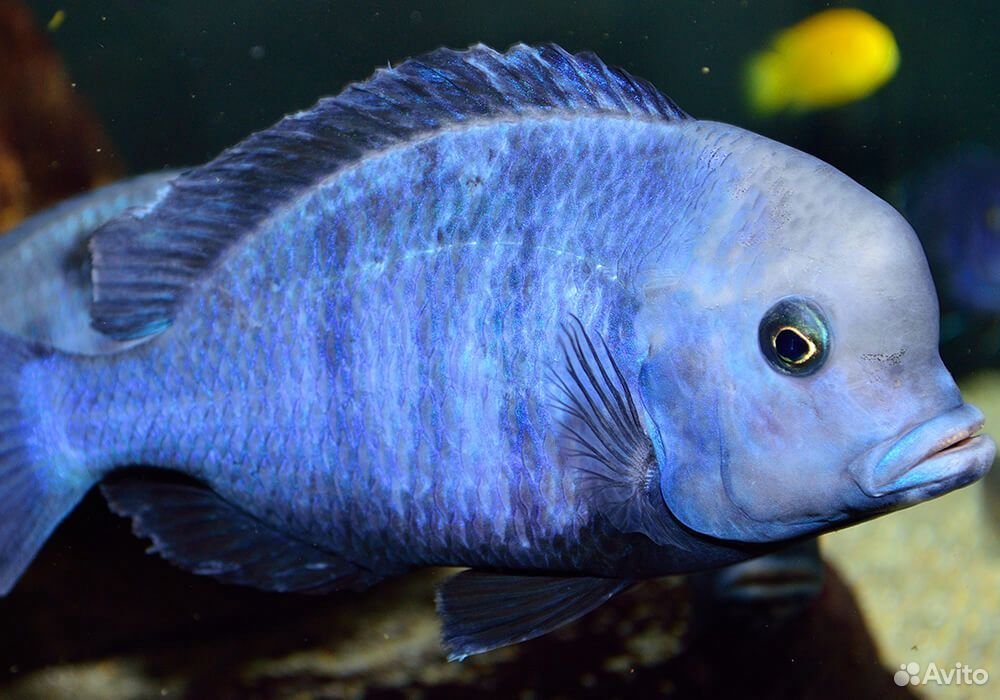 Цихлида Дельфин голубой