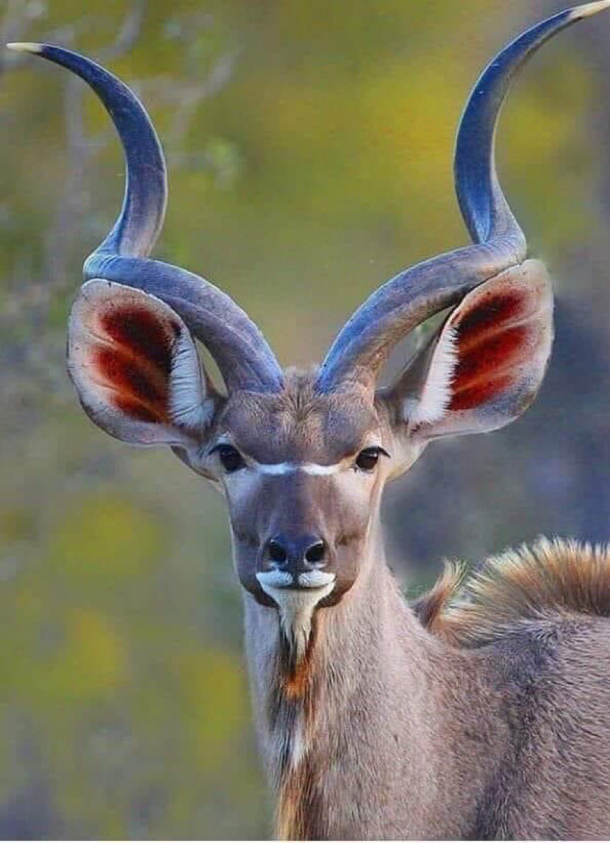 Винторогая антилопа