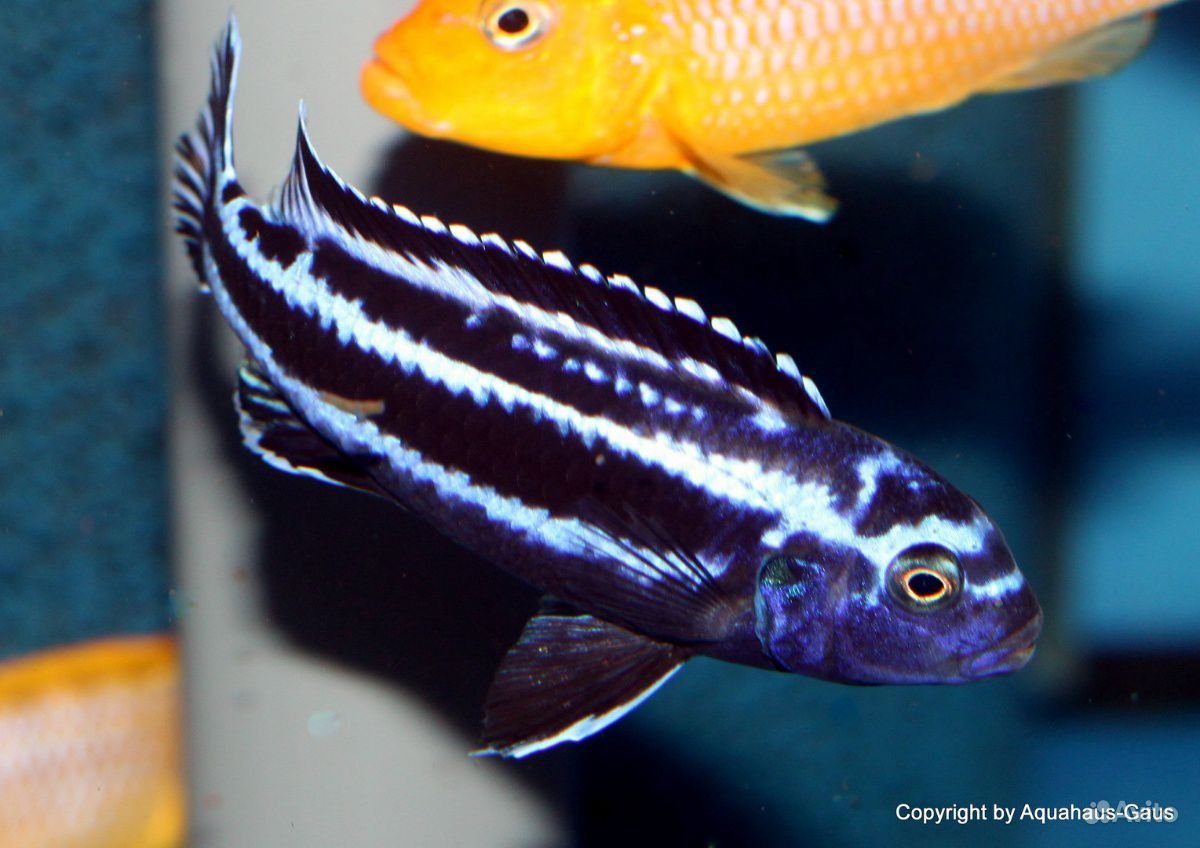 Цинотиляпия Афра Кобуе