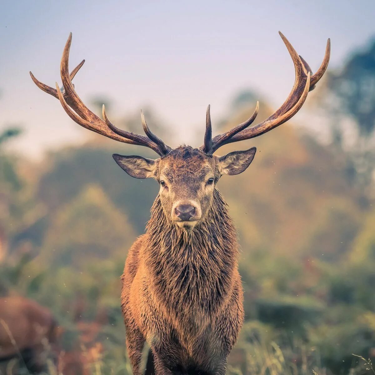 Устюртский муфлон