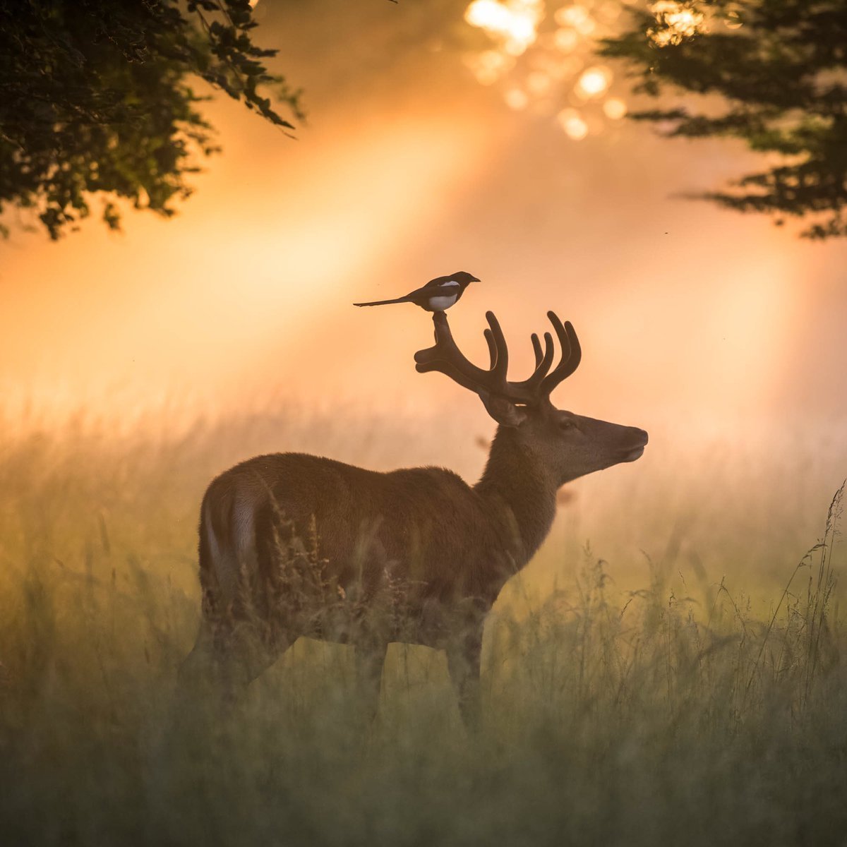Благородный олень Лань