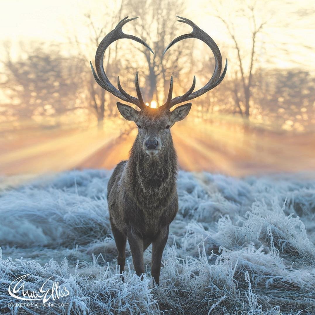 Олениха вельвет