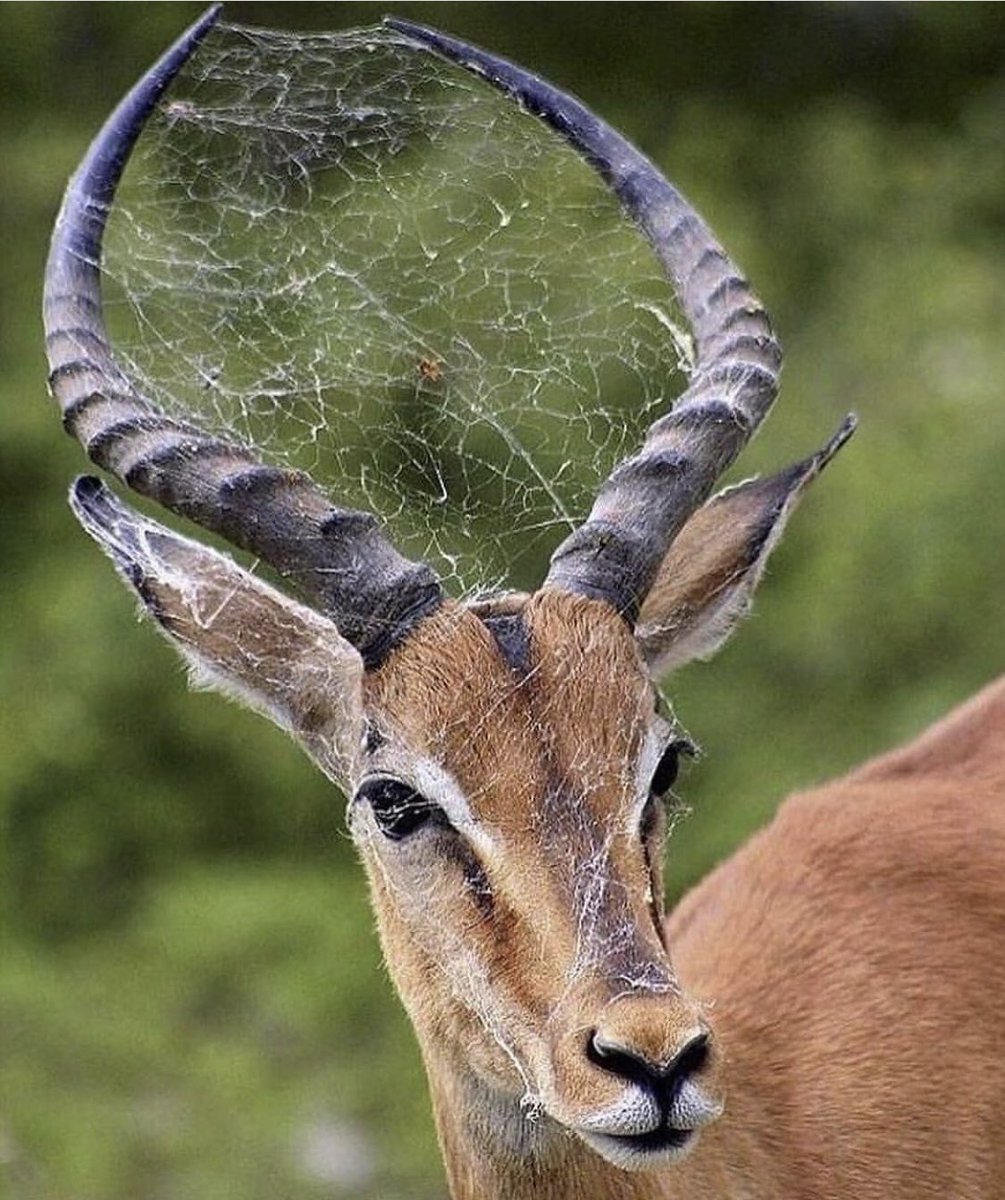 Винторогая антилопа Африки