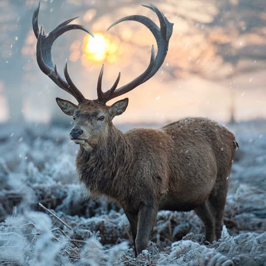 Африканская корова ватусси