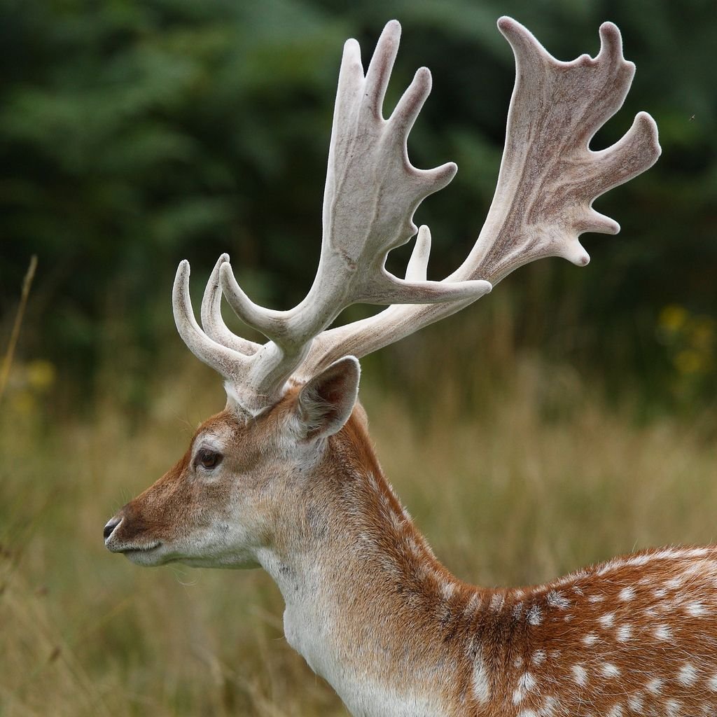 Красивый олень