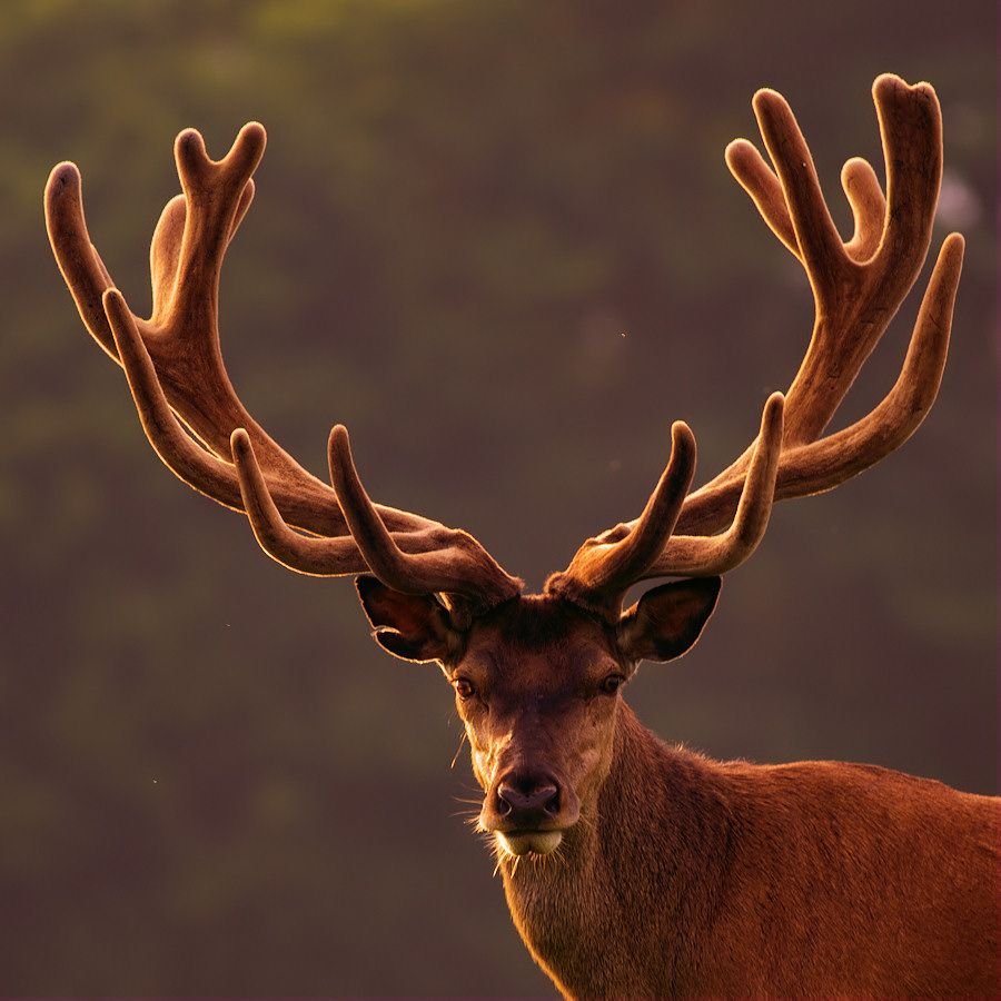 Олень Таменг