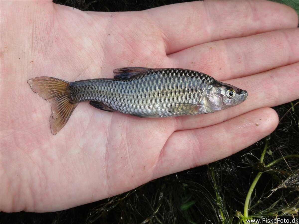 Амурский чебачок Pseudorasbora Parva