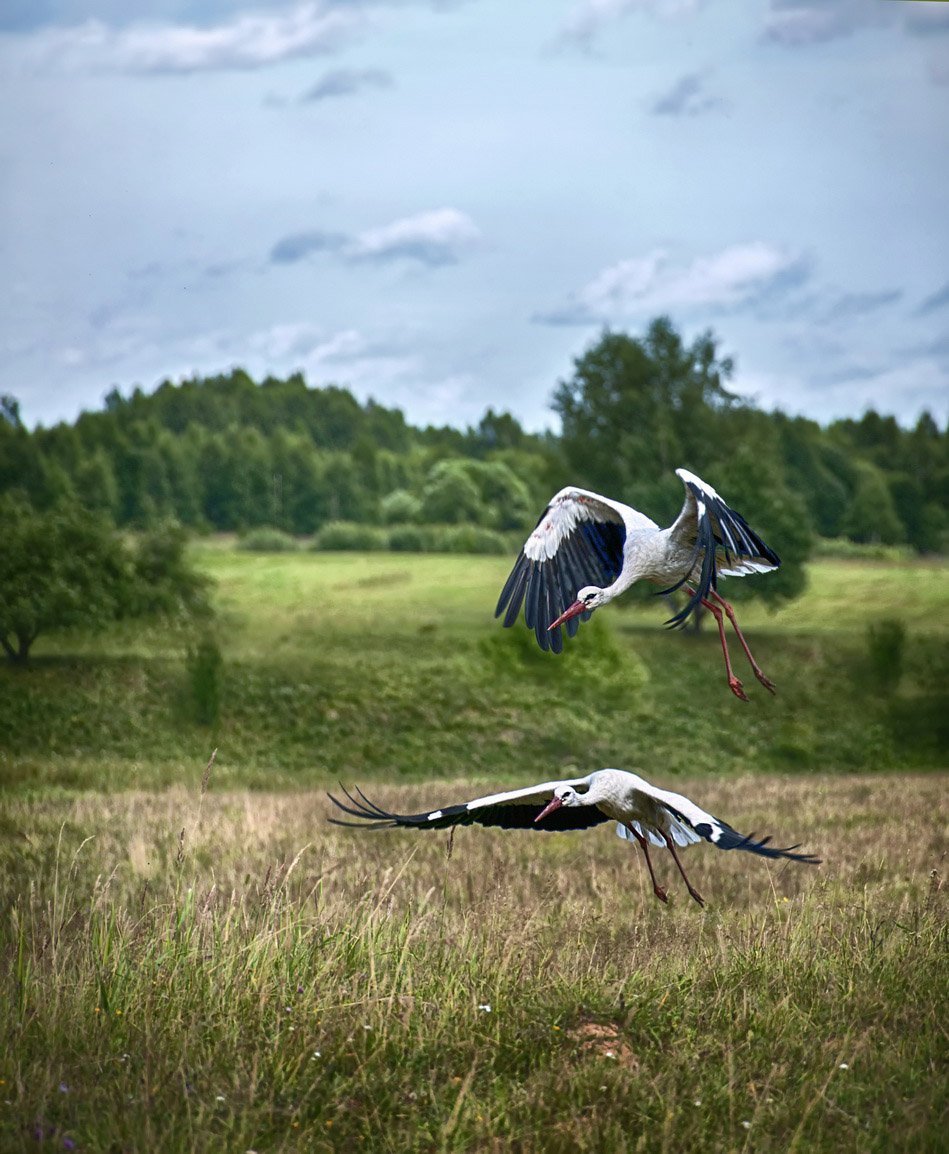 Белорусская природа Аист