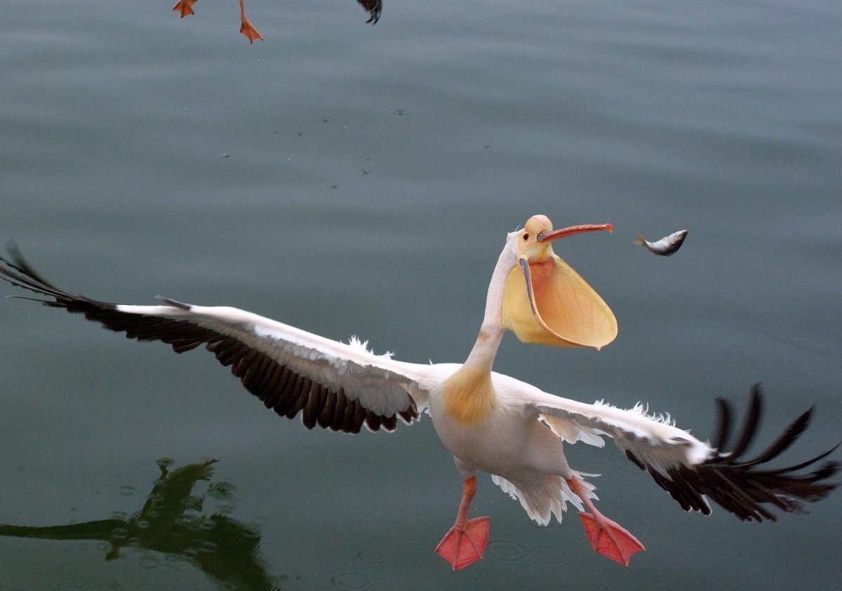 Денежный Пеликан