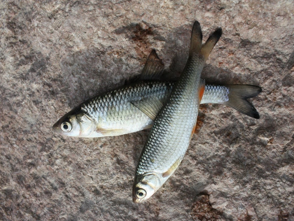 Елец Leuciscus Leuciscus