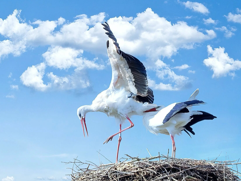 Аист в небе фото