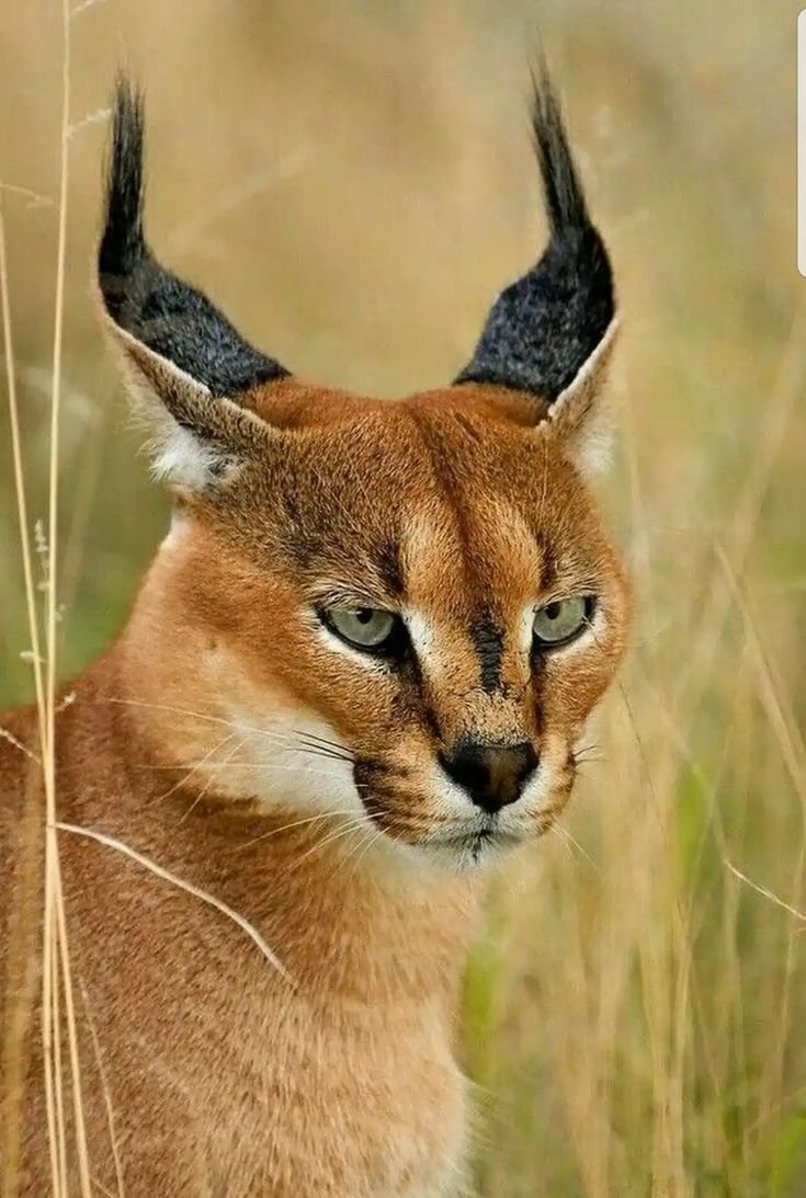 Порода каракал