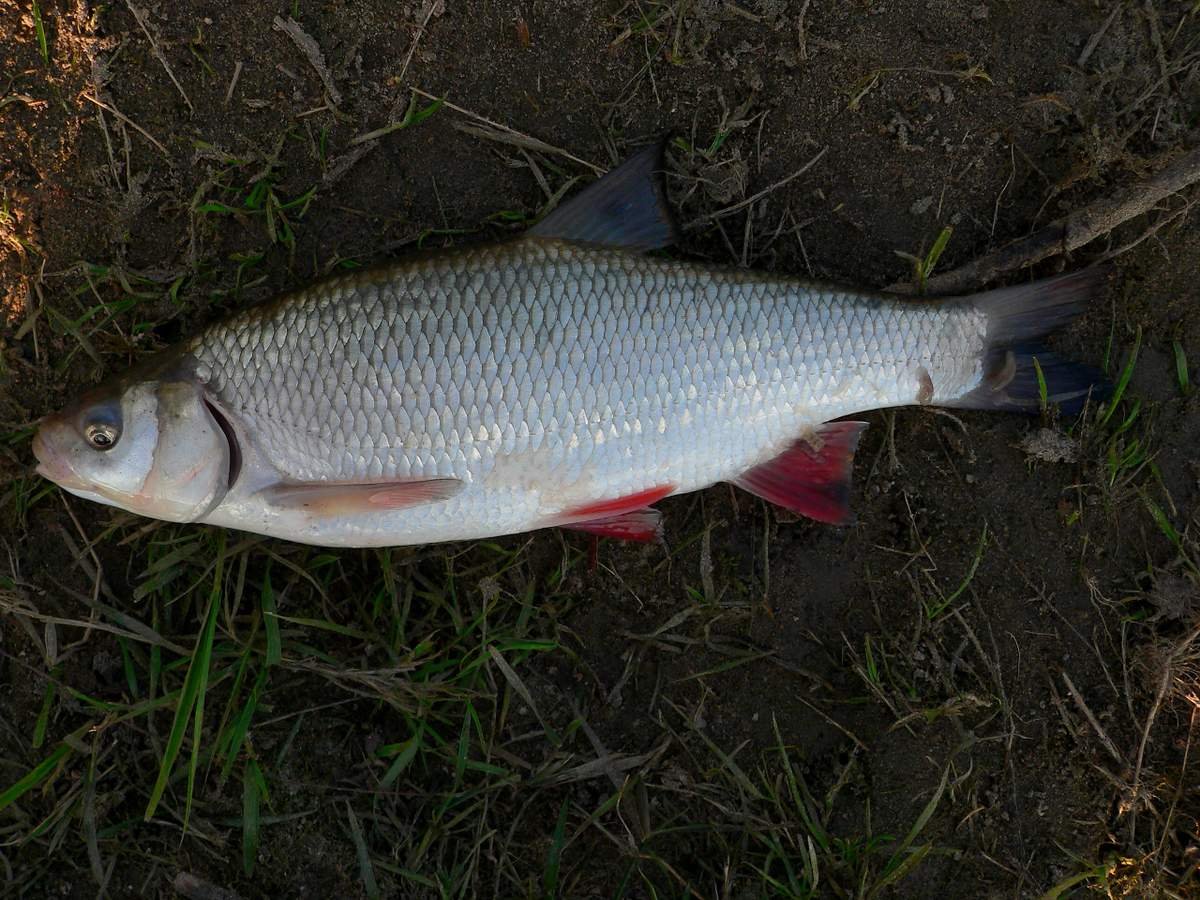 Елец Leuciscus Leuciscus