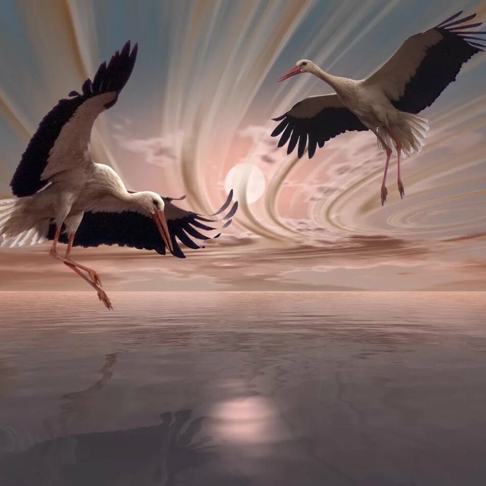 Танцующие Аисты