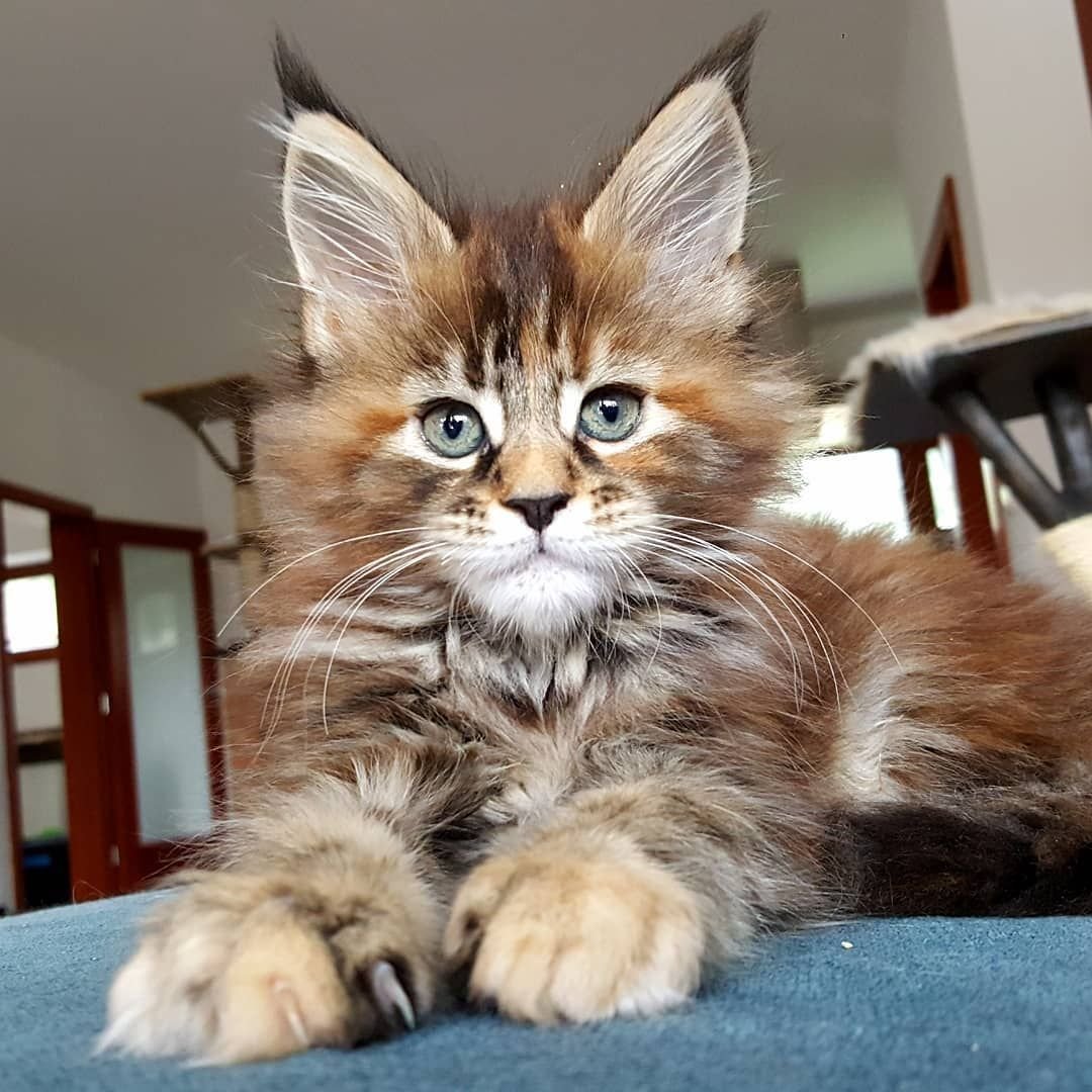 Кошка Мейн кун