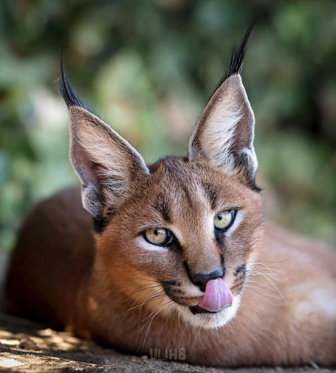 Сервал и каракал