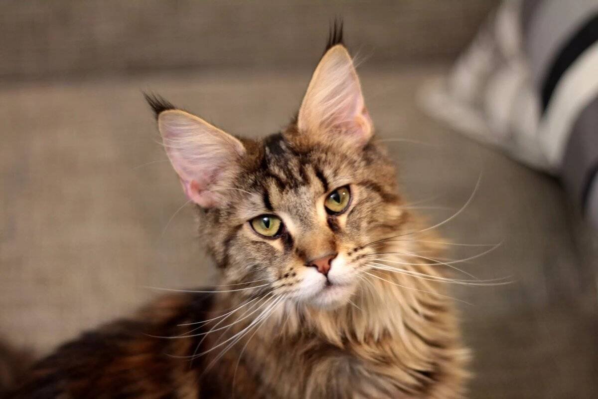 Кот Мейн кун