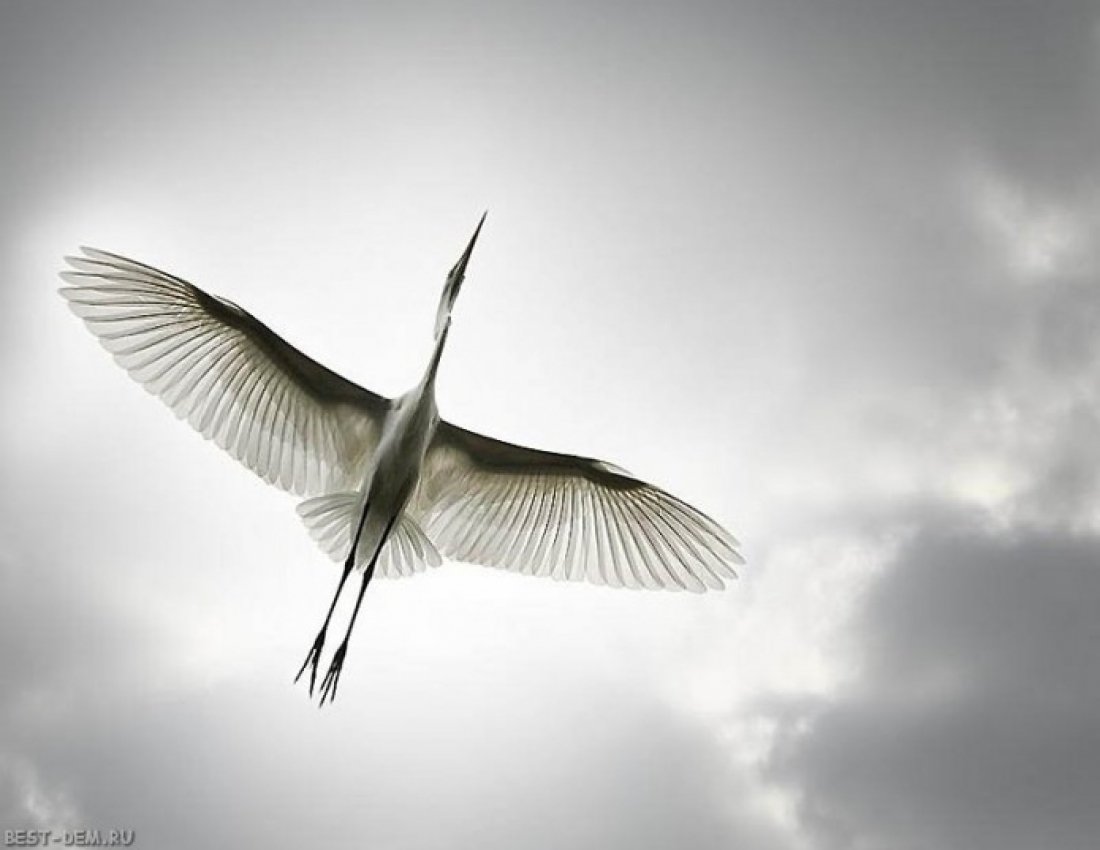 Птица в полете