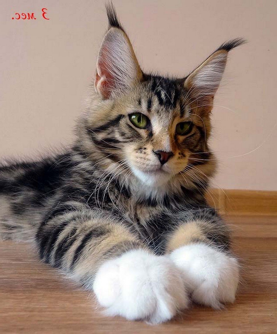 Порода Мейн кун