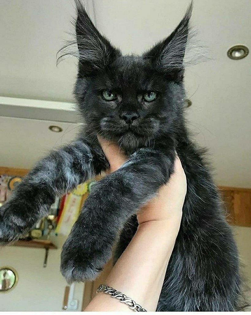 Порода Митхун котов