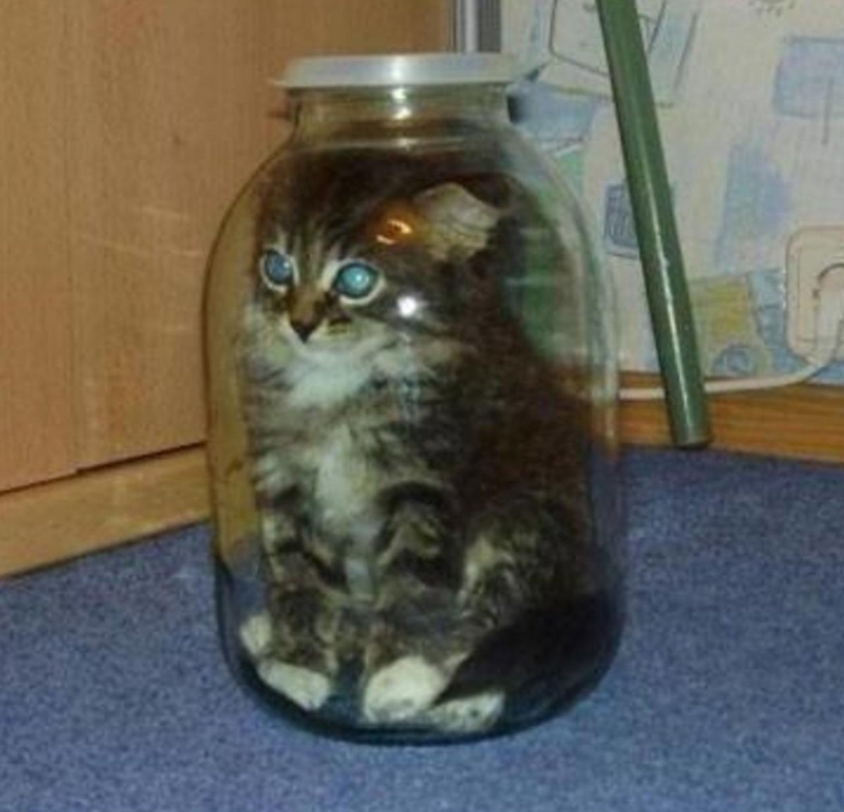 Котенок в банке