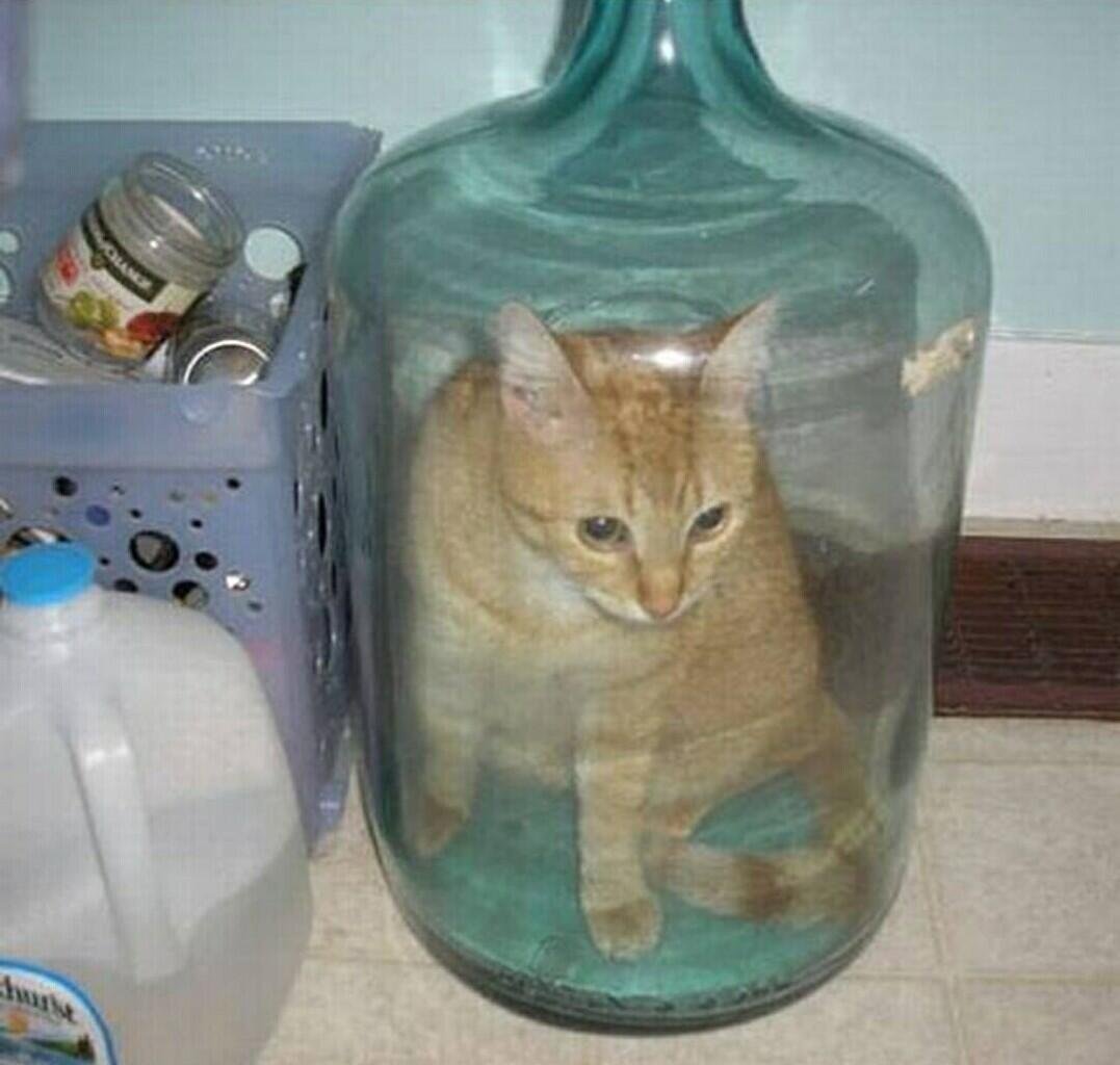 Cursed кот