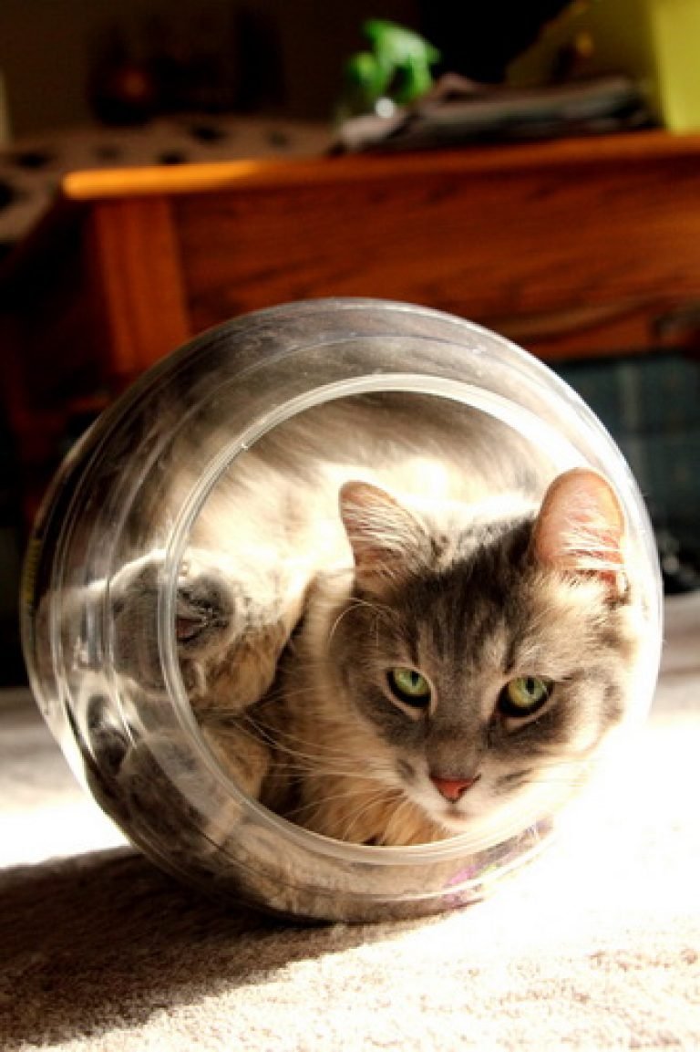 Кот в баньке