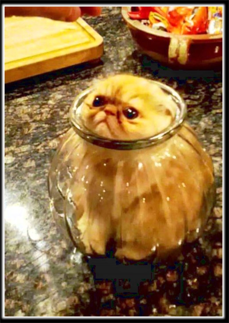 Смешные коты в банке