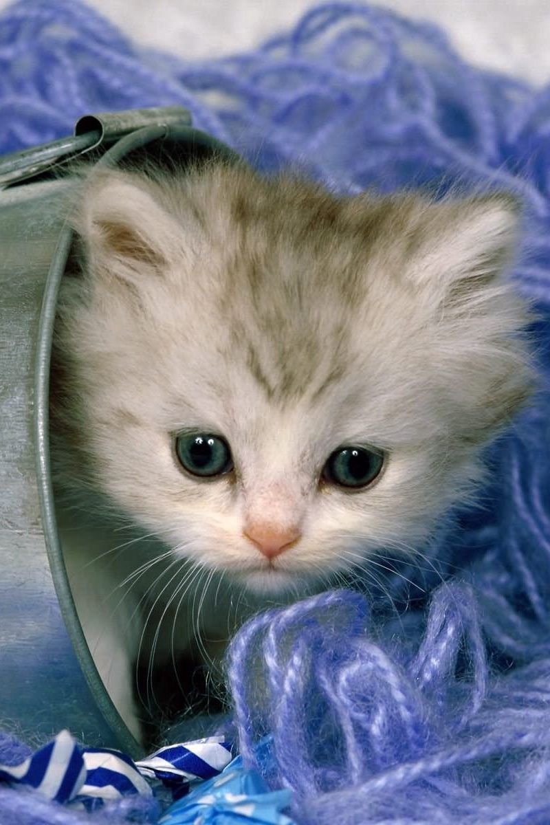 Картинки смешные котята