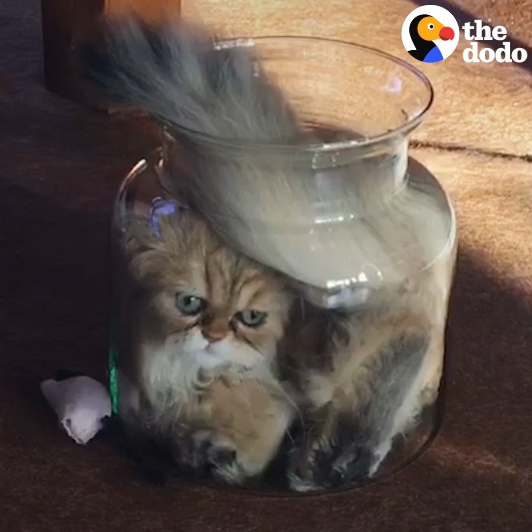 Котенок в банке