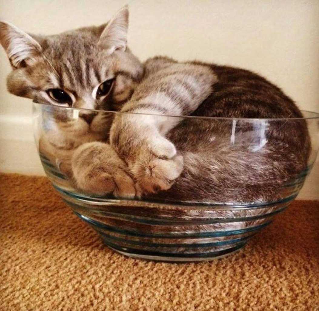 Котик в вазе