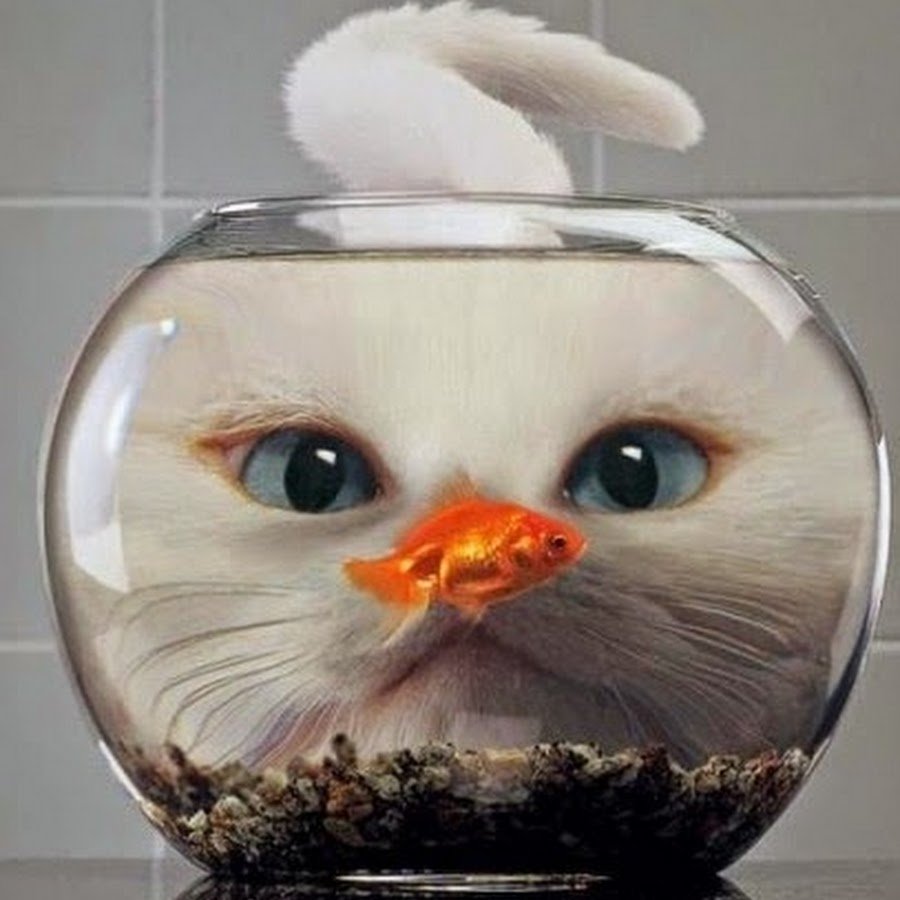 Кот за аквариумом