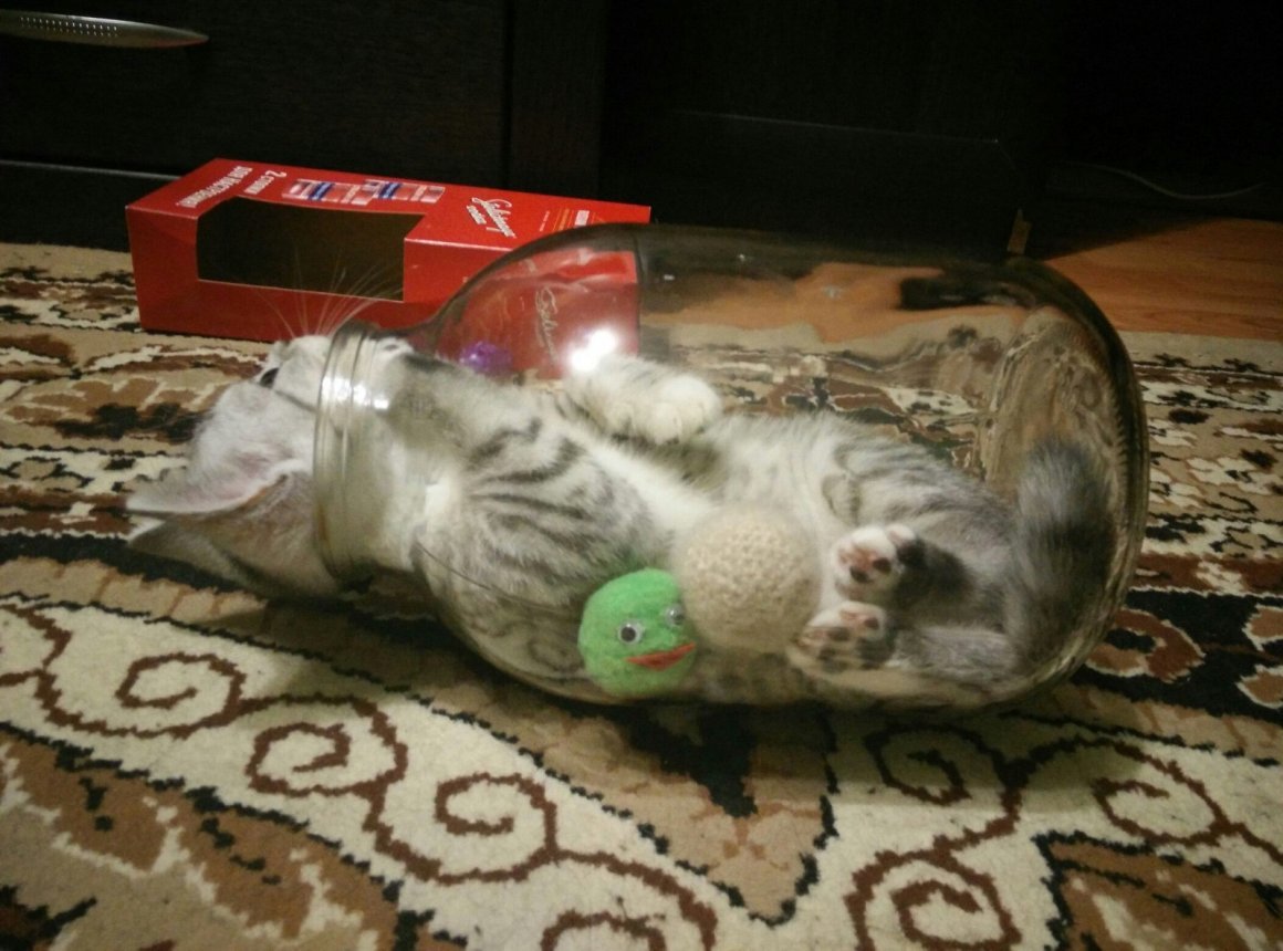 Котик в банке