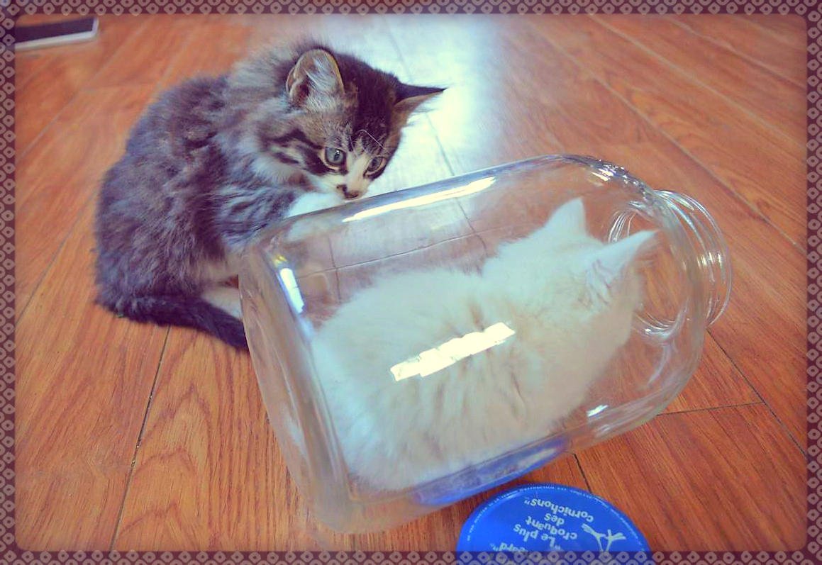 Кот в банке забанен