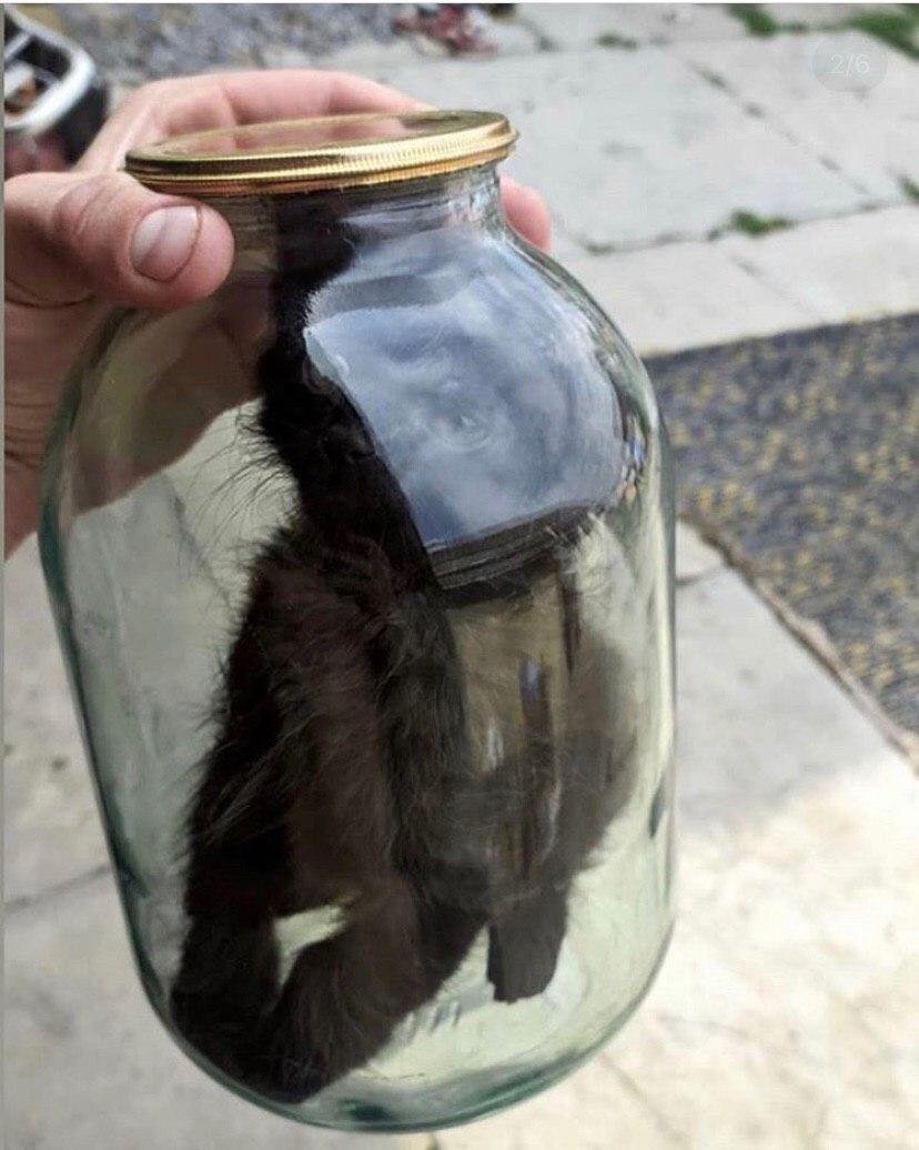 Котенок в банке