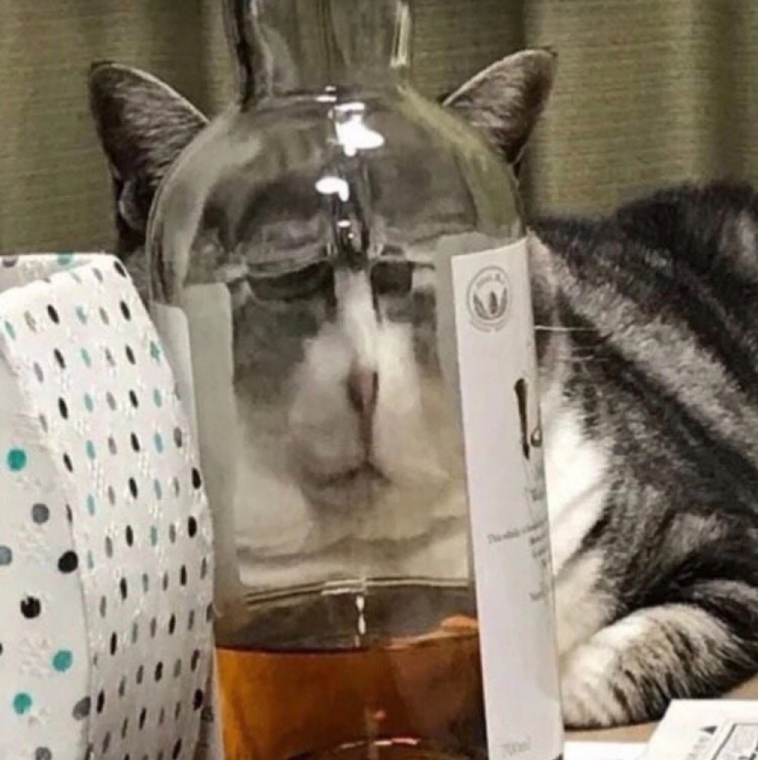 Кот с бутылкой