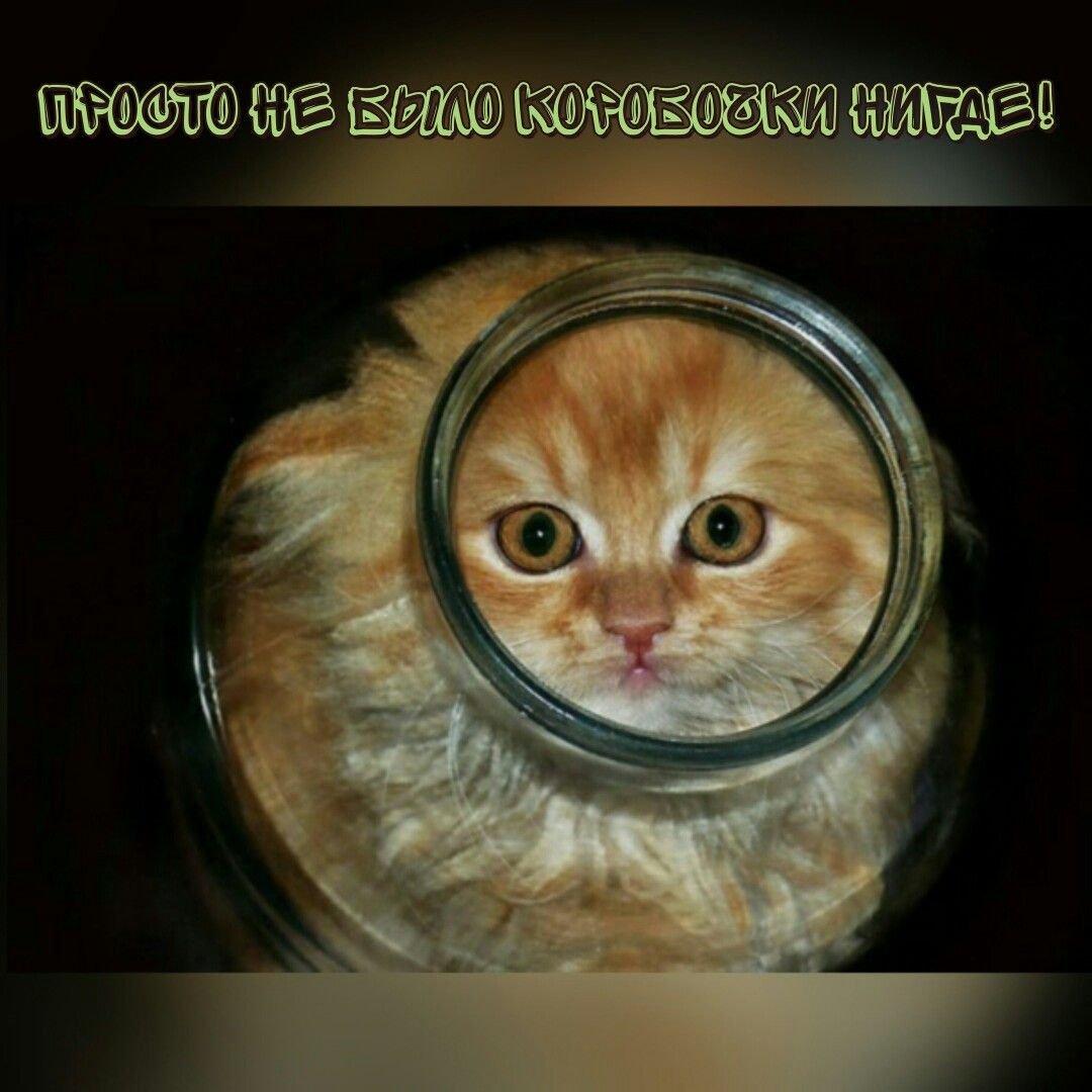 Кошки в банках