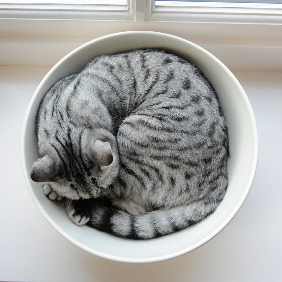 Кот клубочком