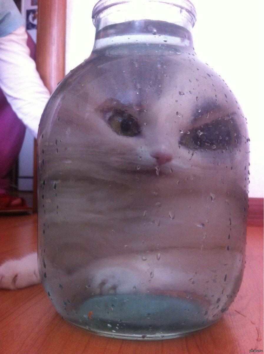 Кот через бокал