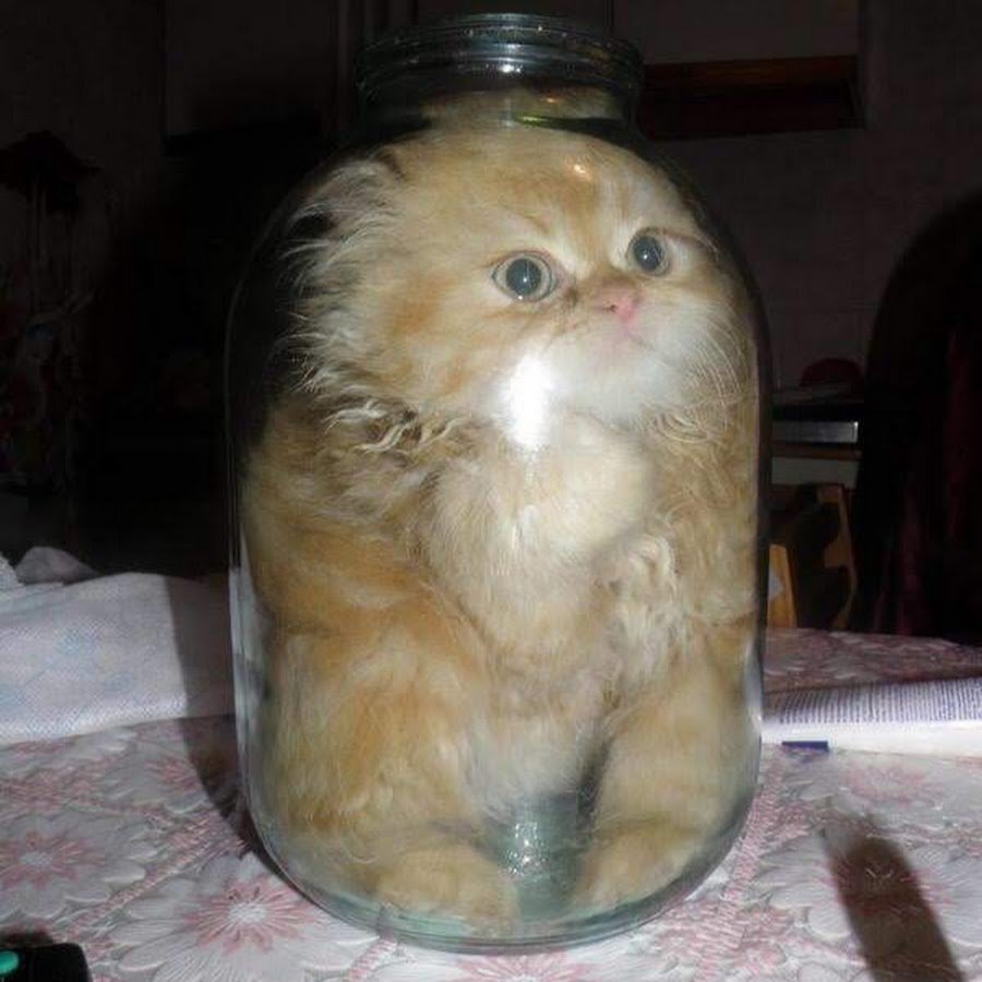 Котенок в банке