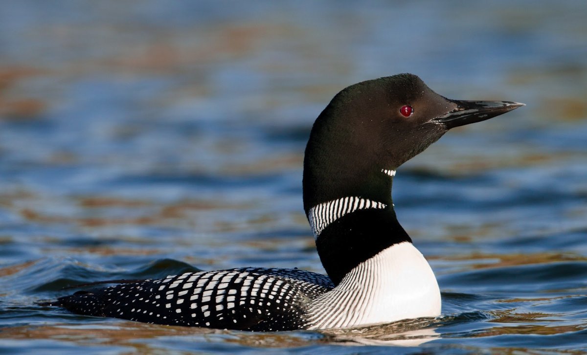 Чернозобая гагара