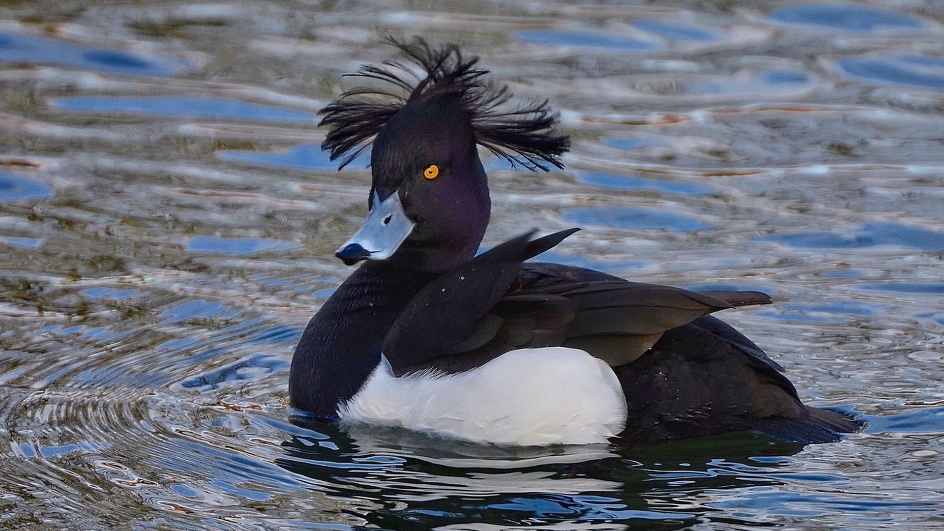 Черная водоплавающая птица - 67 фото