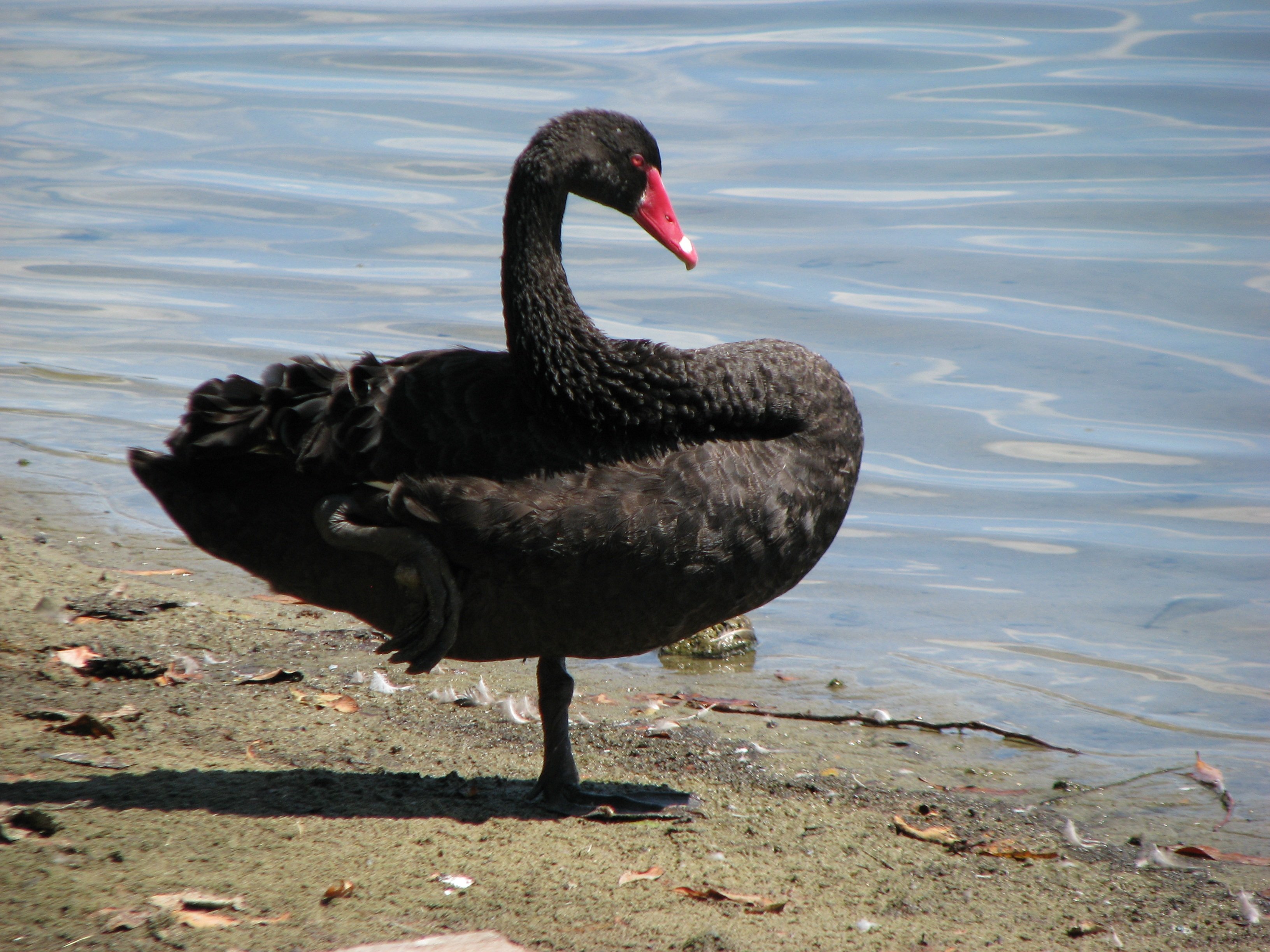 Черная водоплавающая птица